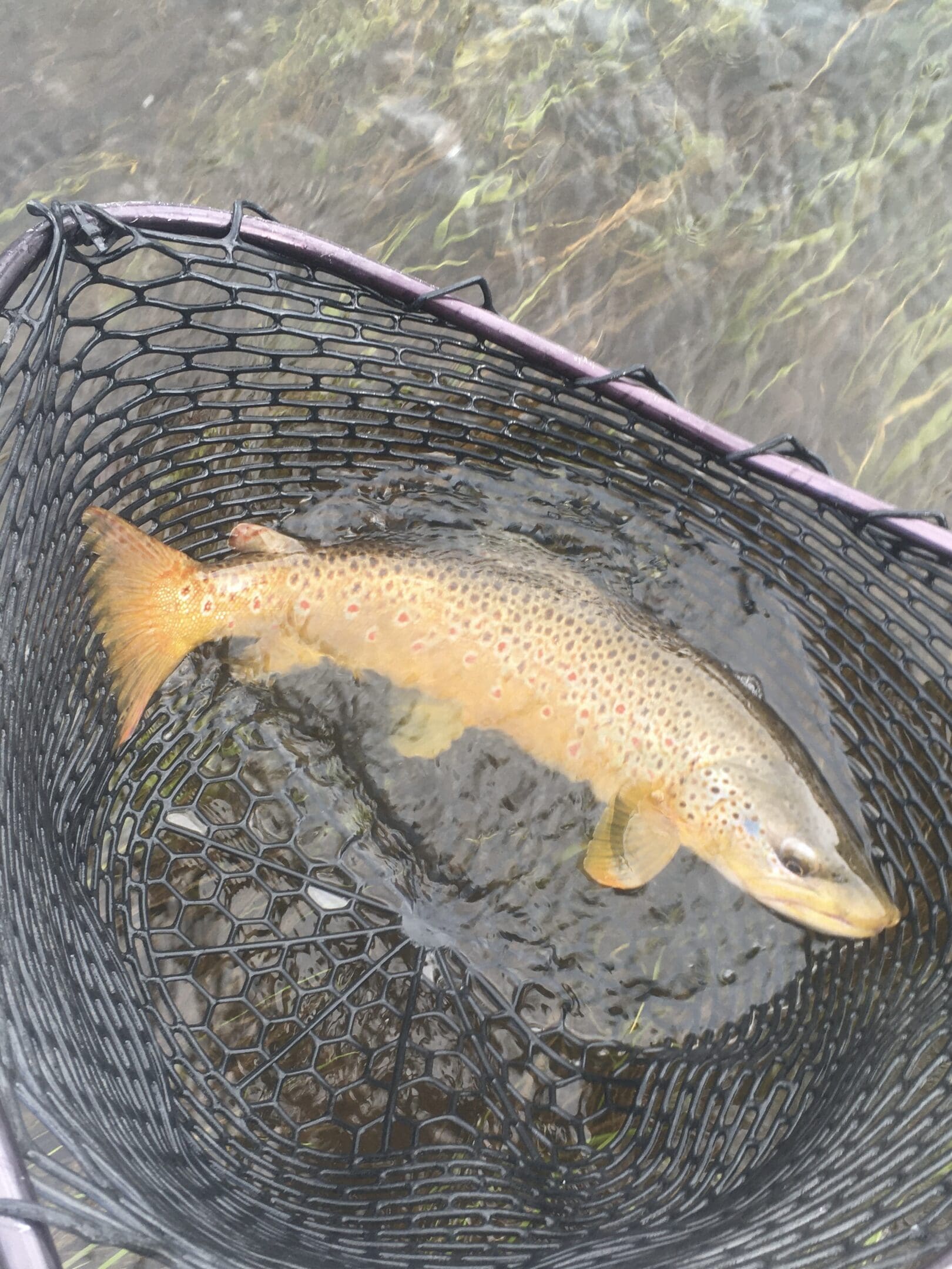 A brown fish is in the water and caught.