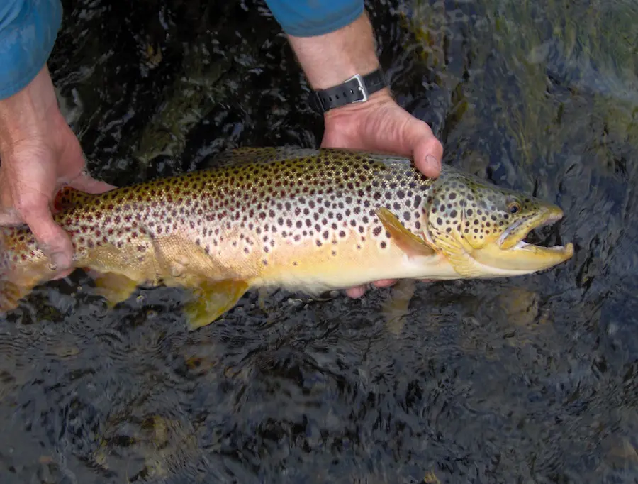 A brown trout is being held by someone holding it.