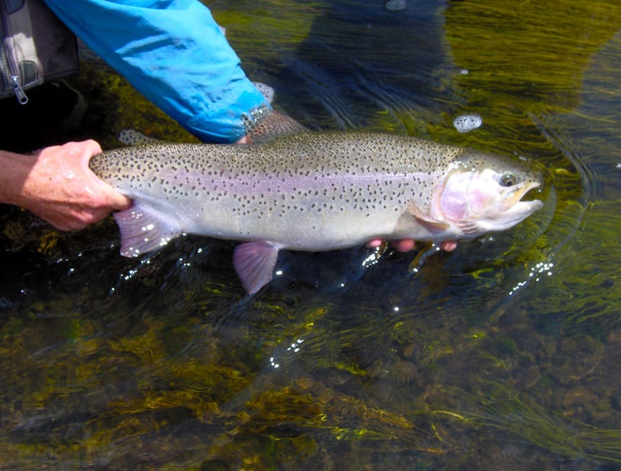 A person holding onto a rainbow trout in the water.