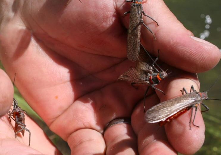 A hand holding several small bugs in their hands.